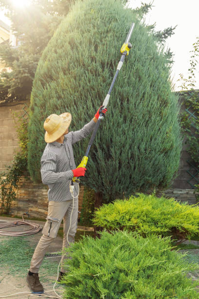 Best Hedge Trimming  in Highland Falls, NY